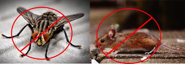 do not like Insects and mice