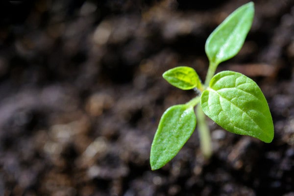 soil moisture