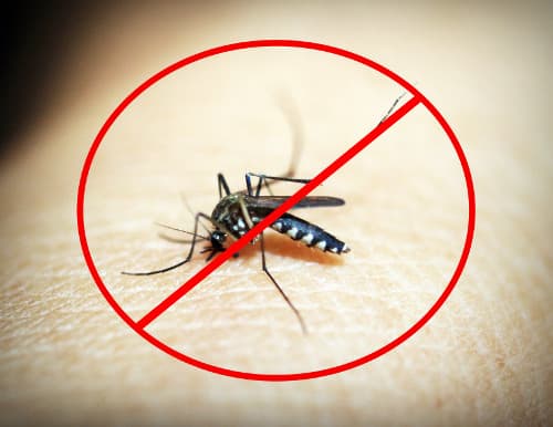 Beware the mosquito bite